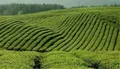 首家中国茶叶企业进军非洲