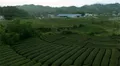 安徽冶溪镇西坪村2019年第一批大绿茶加工量创历史新高