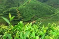 探秘第三届中国国际茶叶博览会