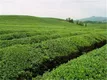 以茶会友！济南第十三届国际茶博会23日开幕