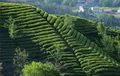 “孝感红”飘香国际茶叶盛宴 