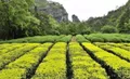 闽北武夷山“认标购茶”行动在第三届中国国际茶博会上发布