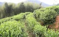 巴东被认定为国家区域性茶叶良种繁育基地 