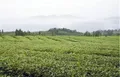 四川泸州：纳溪特早茶梅岭茶叶公园入选“中国美丽茶园”