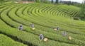 浙广携手：为广元茶产业升级发展带来新机遇