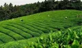 安徽庐江推广夏秋茶生产提高茶叶生产效益
