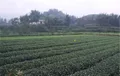 宜宾高县多基多园打造全省茶叶产业第一县 