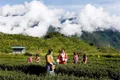 西藏墨脱县：脱贫创收有新路，种茶谋出幸福路