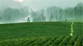 中国(济南)第十三届茶博会明日开幕