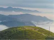 “蓬莱仙芝”参展第三届中国国际茶叶博览会