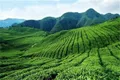 中国国际茶叶博览会上，贵州53家茶企集中展示品牌