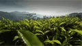 “扬子江中水，蒙山顶上茶”，雅安市名山区茶业推介会顺利召开