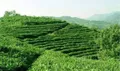 2019年-4月阿塞拜疆茶叶进口比出口多10倍