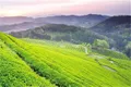 万源大巴山茶文化小镇 预计6月底开园