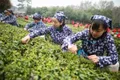 中国内地进口茶叶增速远超出口，每公斤均价超五美元 