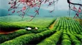 扬州市园艺学会集会员智慧，助力名茶产业发展