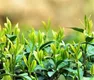 黄山市减税降费助茶产业发展