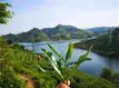 六安金寨西茶谷主题公园入选“2019中国最美茶园”