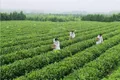 瀚林春新有机茶品发布会在济南举行，助推日照绿茶地域品牌升级