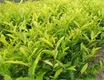 中国农科院茶研所为沿河茶苗管护“把脉”