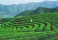 普洱市有机茶认证企业和认证证书数均居全国第一
