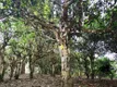 古茶树保护与可持续利用 国家创新联盟在昆明成立