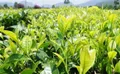 摩洛哥拟对中国实施“茶叶农残限量”新标， 浙江急商应对之策