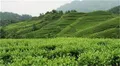 四川省将成立精制川茶产业联盟
