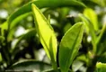 永州建设35万亩红壤富晒有机茶基地，打造中国茶产业新中心