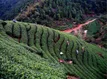 80多种广西优质茶将走进马来西亚