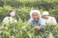 都匀市毛尖镇茶产业把绿水青山变为了金山银山