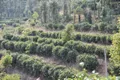 云茶产业发展“八抓”工作的推进 将迎来新的发展阶段