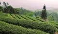 雅安蒙顶山茶、雅安藏茶上榜“2019中国茶叶区域公用品牌强度十强”