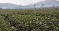 腾冲极边乌龙茶产业扶贫概述