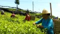贵州凤岗 结构调整出实效 茶叶产业带民富
