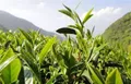 茶叶采摘标准是什么，应如何进行采摘