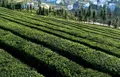 铜仁新寨 生态茶叶园区建设推动农旅一体化