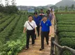 云南省政协组团考察凤冈县茶旅一体化建设