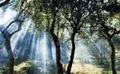 关于对景迈山古茶林保护区实施临时管控措施的通告