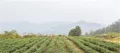 株洲红茶产业将迎政策“干货”