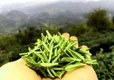 名山蒙顶山茶文化系统入选首批“中国重要农业文化遗产展播”