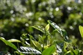 民建普洱市委献计茶产业发展