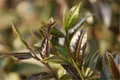 昆明最大紫娟茶园 明年春季可采茶