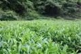 茶叶行业竞争分析