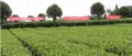 打造“湄潭模式”欧标茶园 担当茶产业安全革命