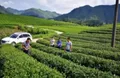 凤冈：新建镇开展茶叶质量安全整治行动