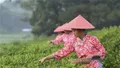 广西兴业：种植茶叶助增收