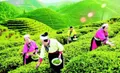 科技创新助推黔茶产业健康发展