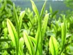 一片叶子带动13万人从业 英德茶叶2018年综合产值达36亿