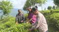 普洱镇沅县者东镇开展茶叶种植技术培训